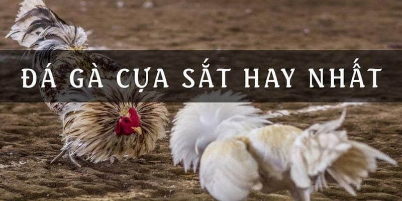 Cách chọn gà đá cựa sắt hay qua đặc điểm vảy